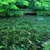 新緑のモネの池