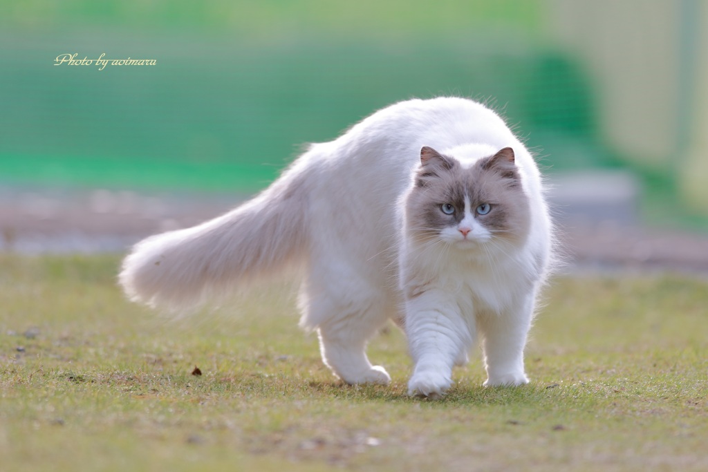 まりん　元気です　(=^・・^=)