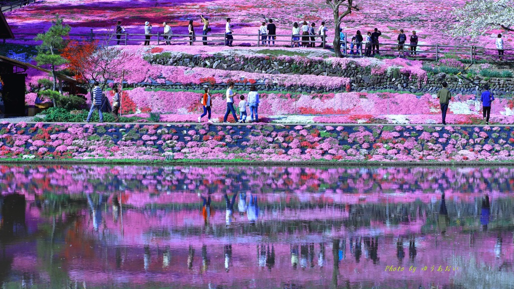 國田家（くにたけ）の芝桜