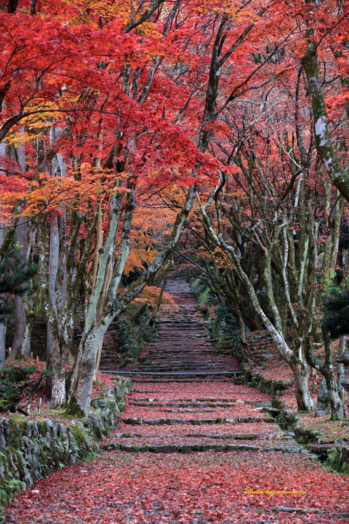 魅惑の参道