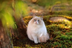 モフモフ フワフワ