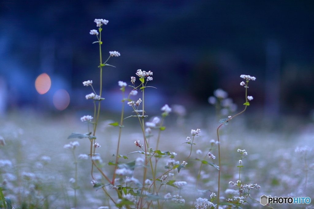 夕暮れの蕎麦の花