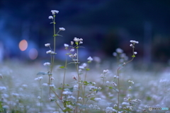 夕暮れの蕎麦の花