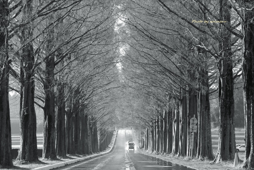 初冬　メタセコイヤ並木