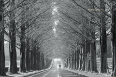 初冬　メタセコイヤ並木