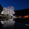 苗代桜　ライトアップ