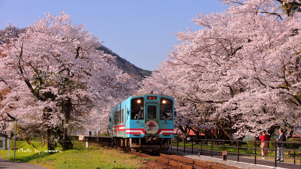 樽見鉄道　桜旅