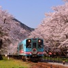 樽見鉄道　桜旅
