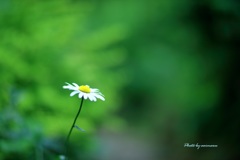 安らぎの時間