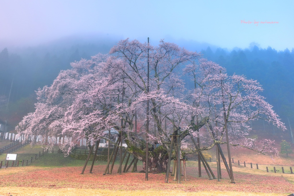 薄墨桜