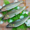 鮎の香り