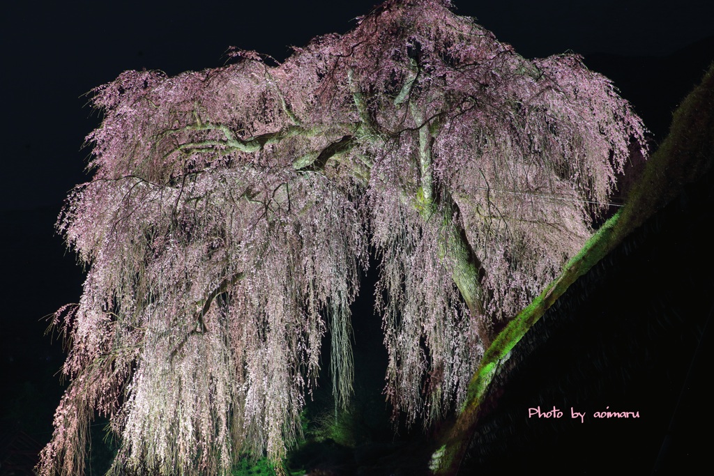 奥飛騨桜紀行