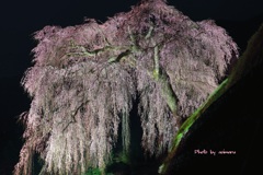 奥飛騨桜紀行