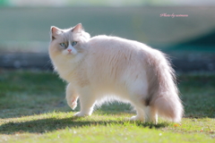 まりん　(=^・^=)