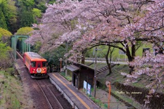 樽見鉄道　桜旅