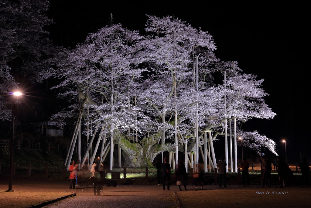 薄墨桜（ライトアップ）