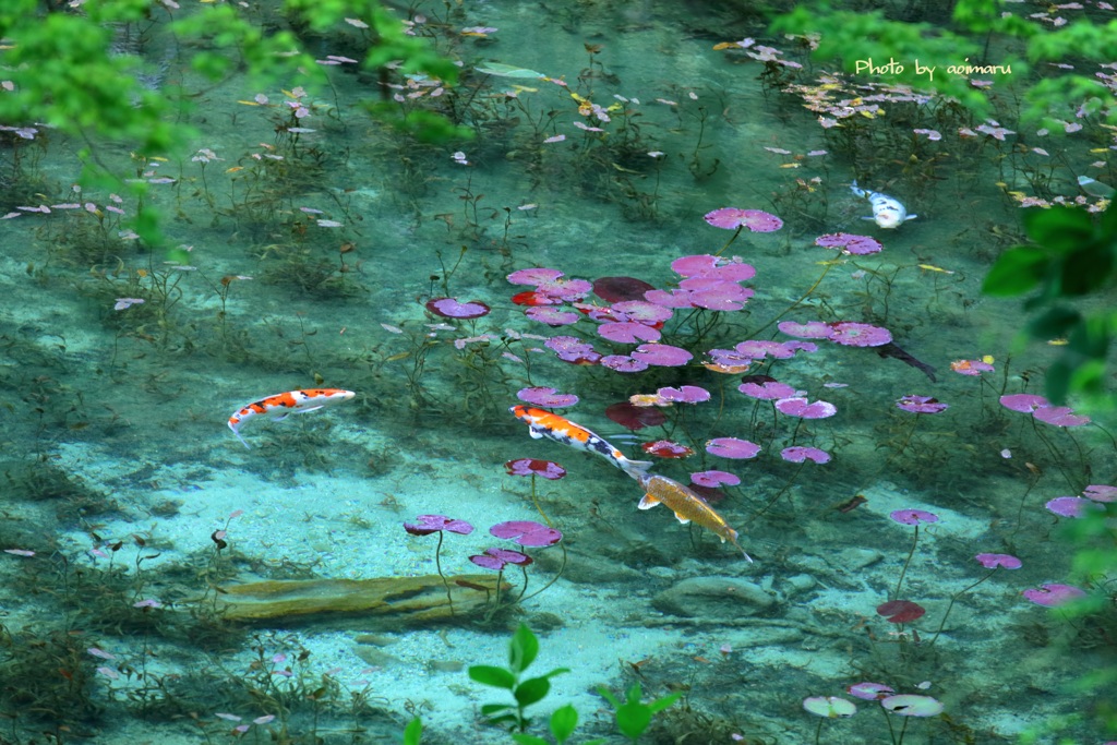 モネの池　新緑の季節