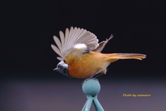 ジョビ男くん　飛出し