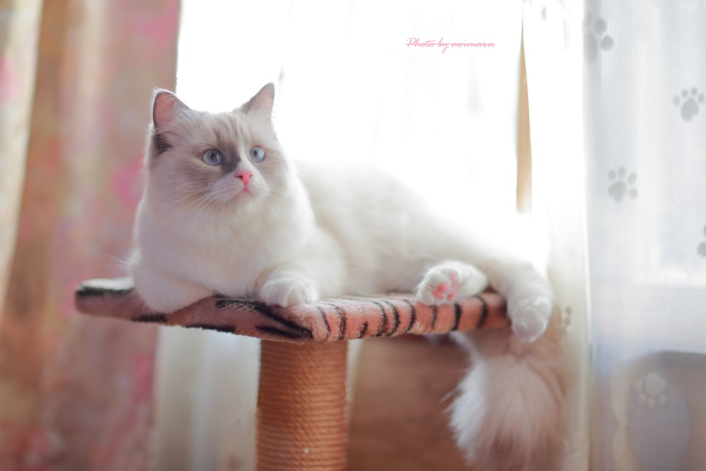 (=^・^=)