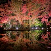 逆さもみじⅡ