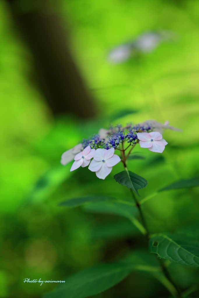 紫陽花の世界