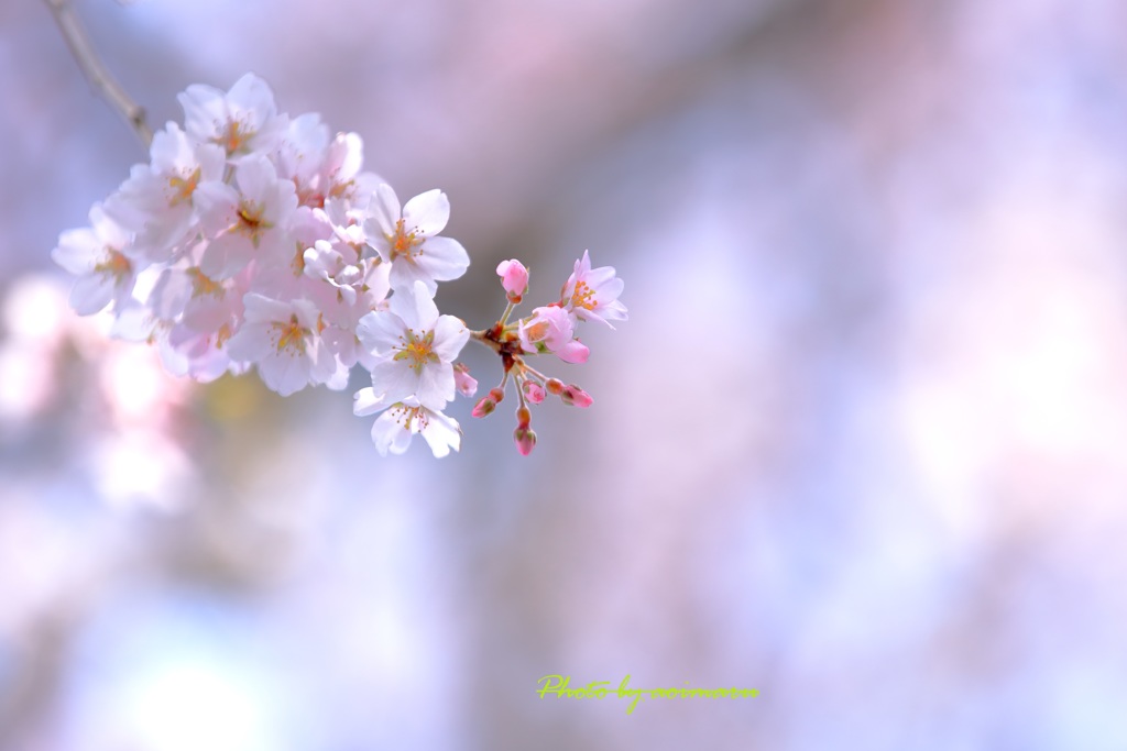 桜日和