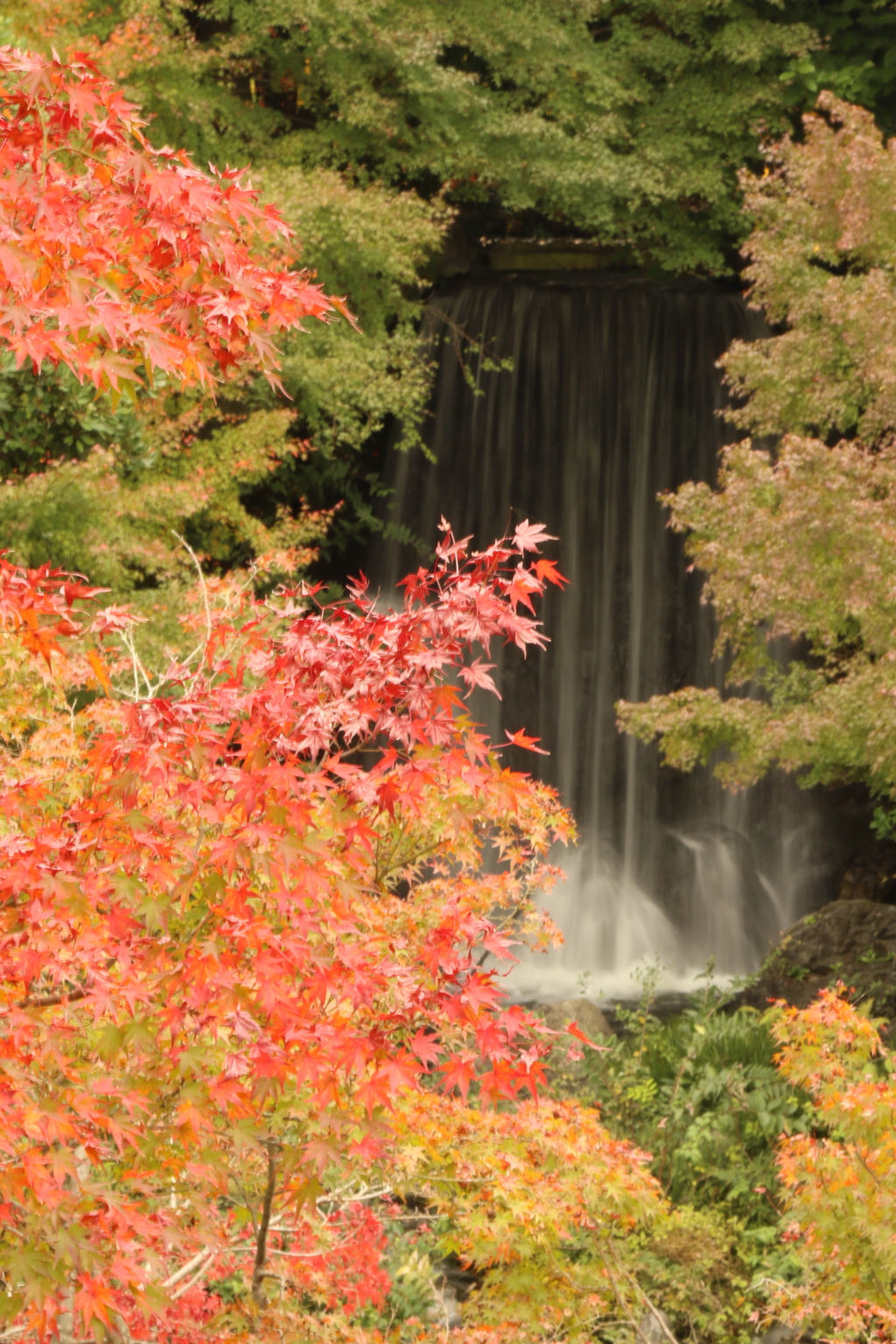 万博記念公園４