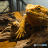 リトル・ドラゴン