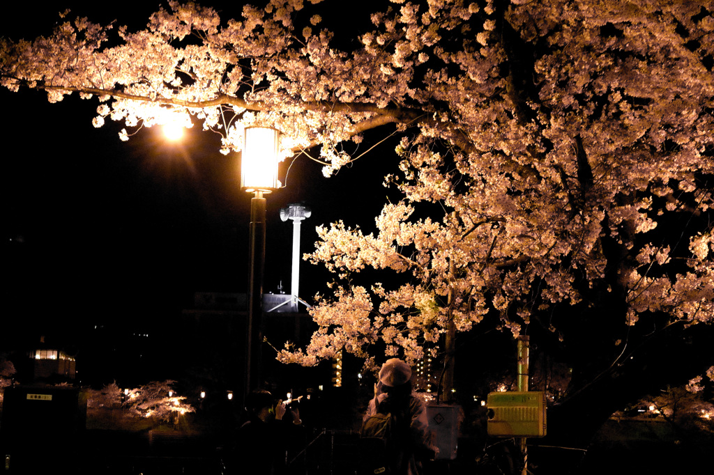 カメラ女子と夜桜