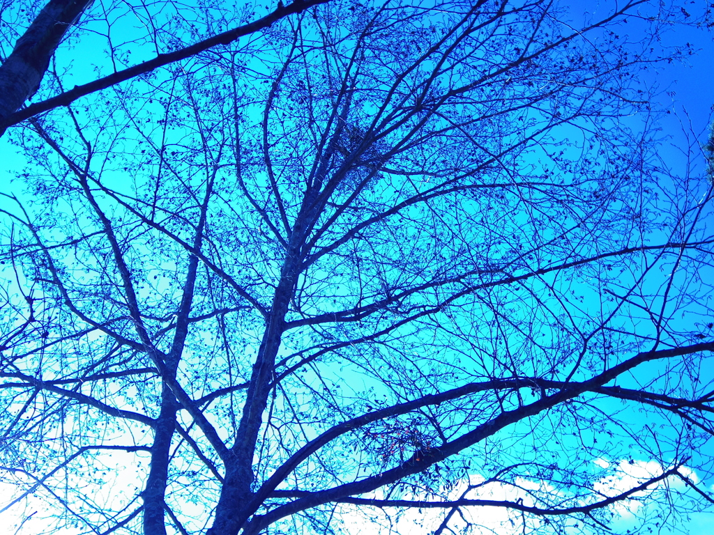 冬の空