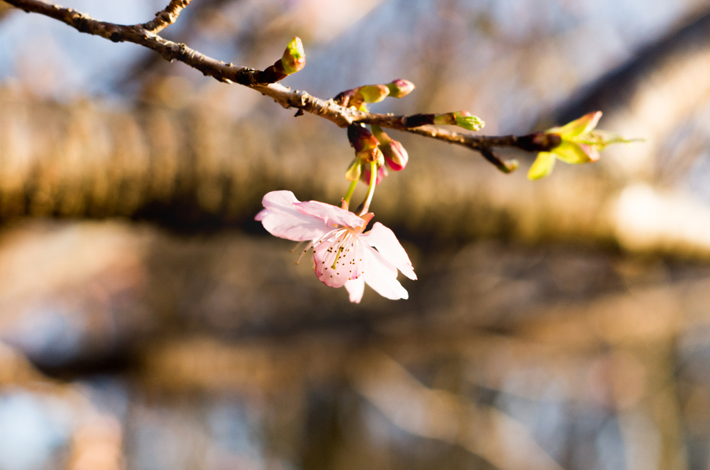 早咲き　桜