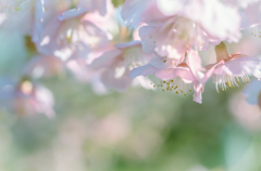 今日はとても暑いので、初春の桜を懐かしんでみる