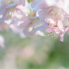 今日はとても暑いので、初春の桜を懐かしんでみる