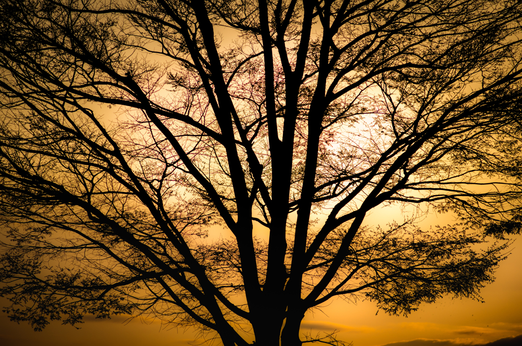 Tree silhouette