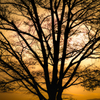 Tree silhouette