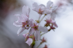 桜さん2016_1