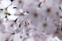 桜さん2016_2