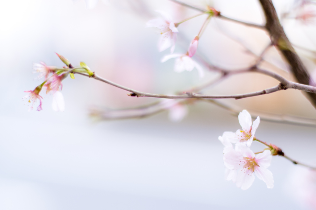 花開く