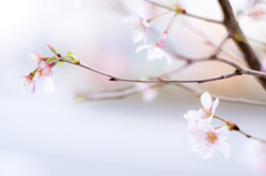 花開く
