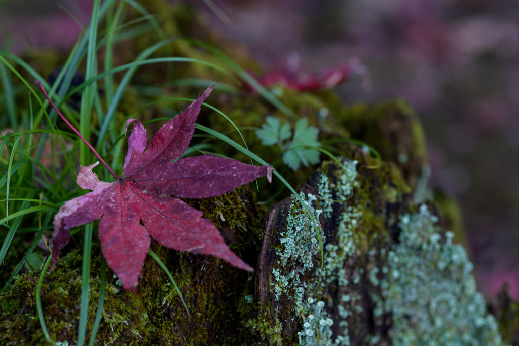 松戸 本土寺の紅葉_2