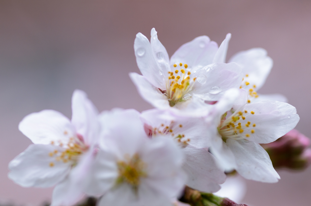 桜さん2016_5