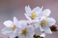 桜さん2016_5