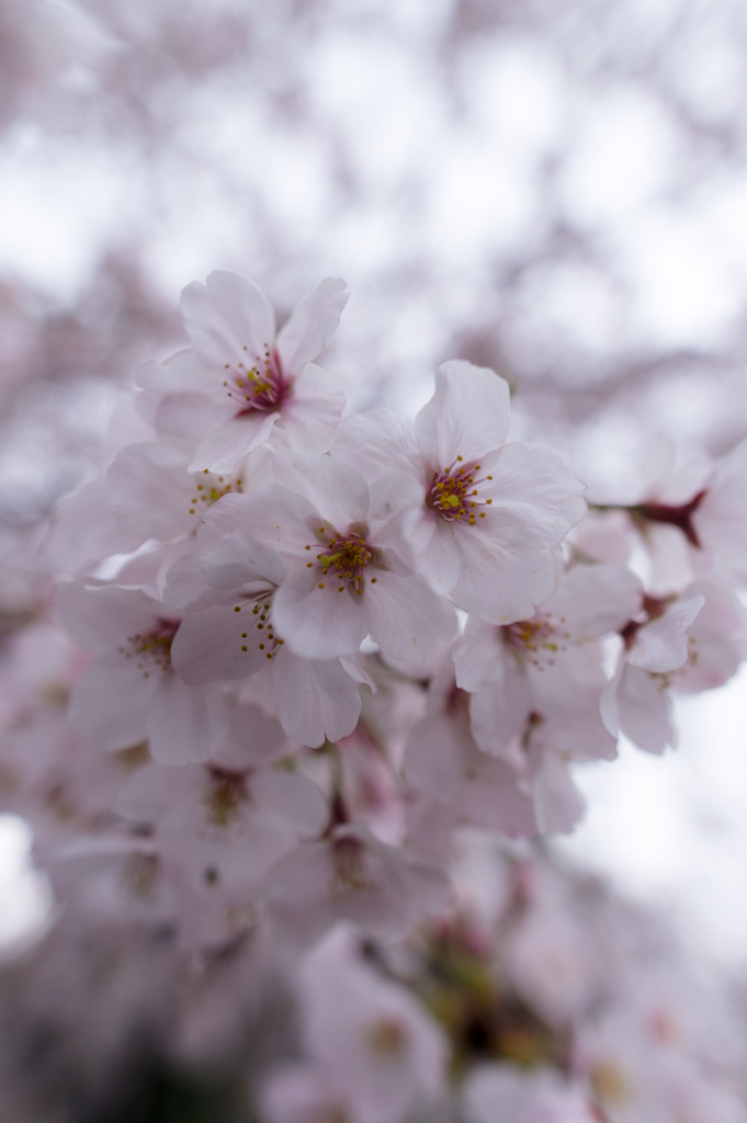 広角で撮った桜_1