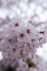 広角で撮った桜_1