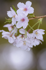 桜さん2016_3