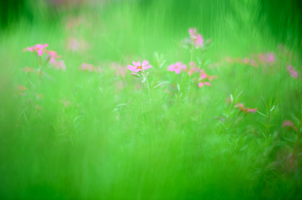 芝桜_1