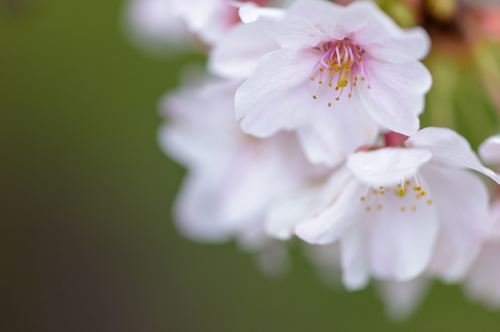 桜さん2016_7