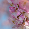 三浦海岸で河津桜を撮る