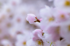 桜さん2016_6