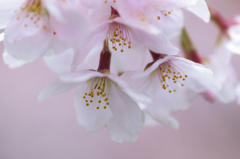 桜さん2016_4